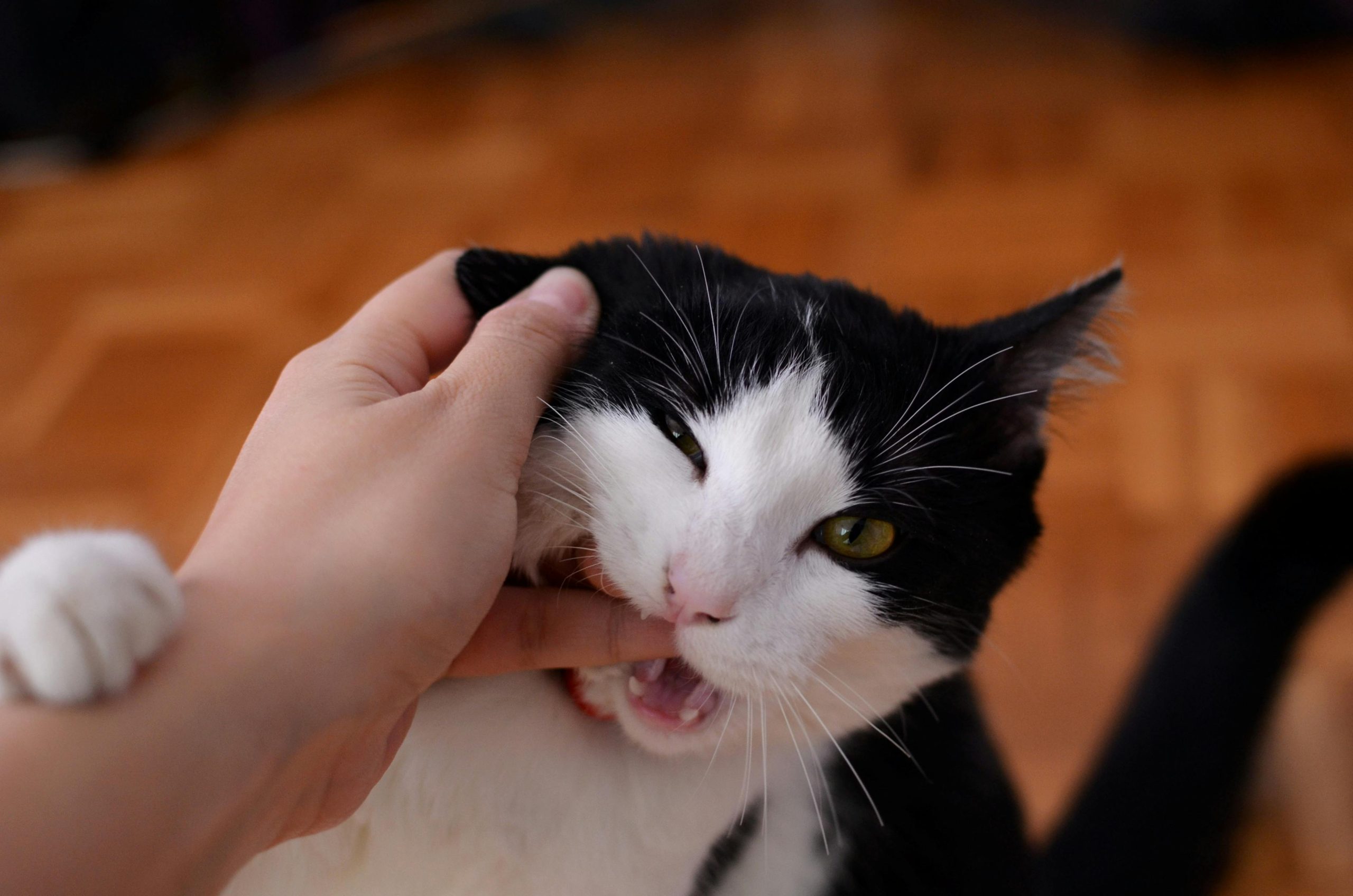 âFirst aid treatment for cat bite showing wound cleaning with soap and water - petgetwell.comââ